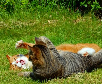 Обои на рабочий стол Дерущиеся на траве коты, ву Mats HamnГ¤s