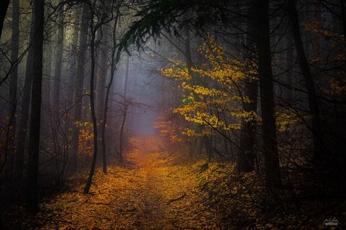 Обои на рабочий стол Дорога в осеннем лесу, ву Janek SedlГЎЕ™ Photography