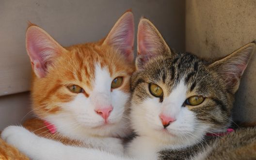 Обои на рабочий стол Коты разного окраса лежат в обнимку