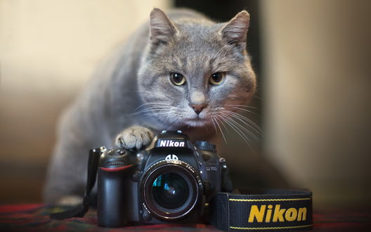 Обои на рабочий стол Серый кот держит лапу на фотоаппарате nikon