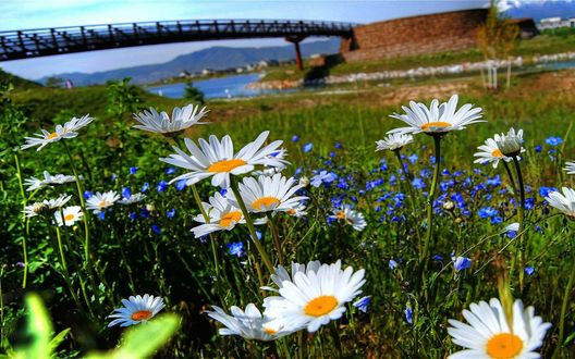 Ромашки на фоне воды