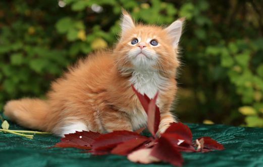 Обои на рабочий стол Рыжий котенок смотрит вверх