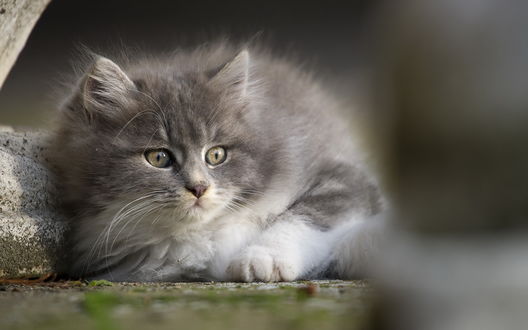 Обои на рабочий стол Пушистая кошка на размытом фоне