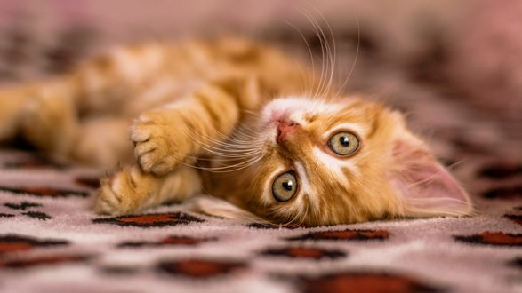 Обои на рабочий стол Милый рыжий котенок