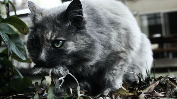 Обои на рабочий стол Кот с добычей в пасти