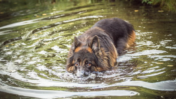 Обои на рабочий стол Овчарка в воде