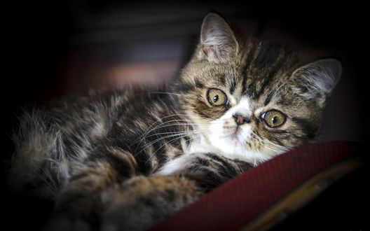 Обои на рабочий стол Полосатый котенок с удивленным взглядом