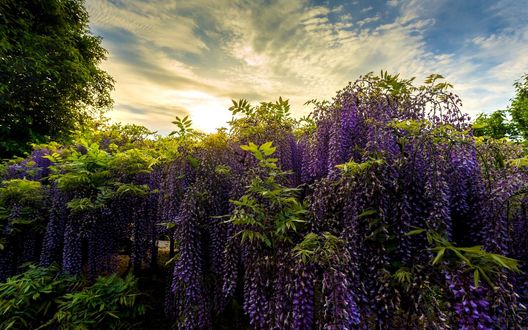 Обои на рабочий стол Ashikaga Flower Park / Парк цветов Асикага, Япония, цветущая глициния