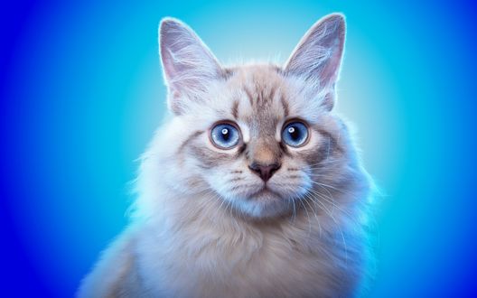 Обои на рабочий стол Белая кошка на голубом фоне