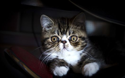 Обои на рабочий стол Котенок экзотической кошки