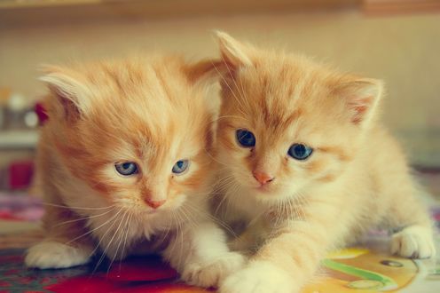 Обои на рабочий стол Два рыжих котенка