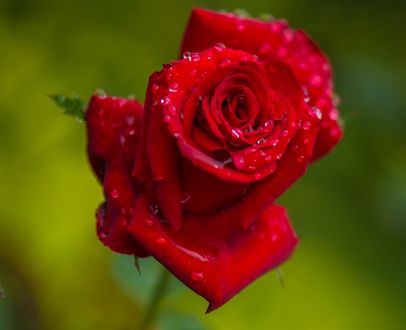Обои на рабочий стол Красная роза в каплях росы, ву frederic gombert
