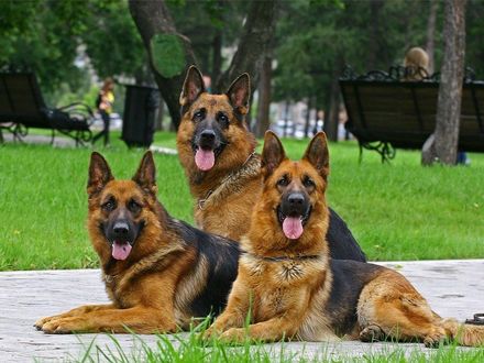 Обои на рабочий стол Собаки породы немецкая овчарка, лежат на тропинке в парке