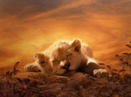 Обои на рабочий стол Спящий львенок, ву Phatpuppy Art
