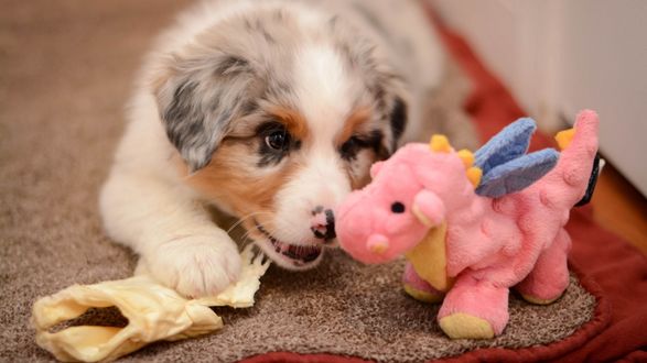 Обои на рабочий стол Щенок играет с игрушечным дракончиком