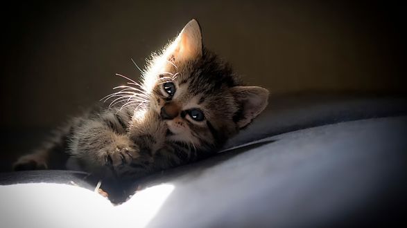 Обои на рабочий стол Полосатый котенок облизывает лапу