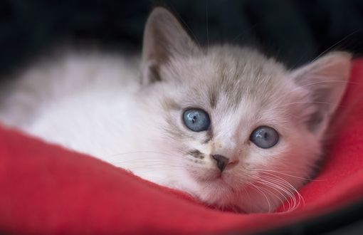 Обои на рабочий стол Котенок на красном покрывале
