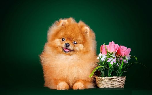 миленькая собачка с цветком без смс