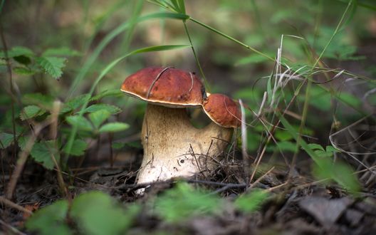 Обои на рабочий стол Сросшиеся два белых гриба / Boletus edulis