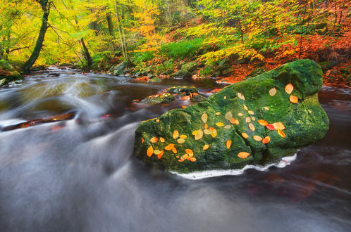 Обои на рабочий стол Осенние деревья вокруг River HoГ«gne, Belgium / река HoГ«gne, Бельгия, фотограф Erik Steen Redeker