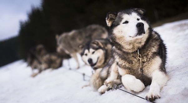 Обои на рабочий стол Лайки в снегу