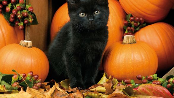 Черный котенок с тыквой скачать