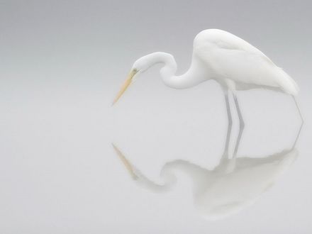 Обои на рабочий стол Белая цапля стоит в воде