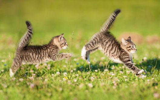 Обои на рабочий стол Полосатые котята играющие на зеленой поляне