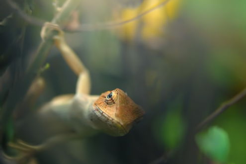Обои на рабочий стол Ящерица смотрит прямо в объектив