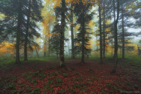 Обои на рабочий стол Адыгейская осень, фотограф Алексей Дранговский -