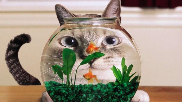 Обои на рабочий стол Забавная мордочка кота через стекло аквариума с рыбками