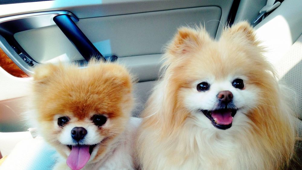 Обои для рабочего стола Счастливые собаки в салоне машины