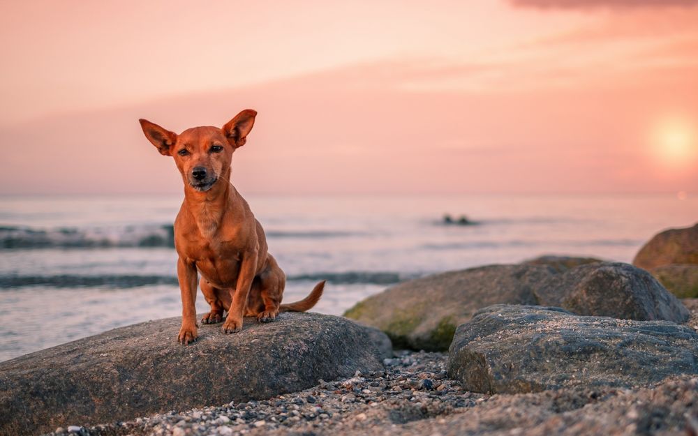 Обои для рабочего стола Собака сидит на камне у моря на фоне заката