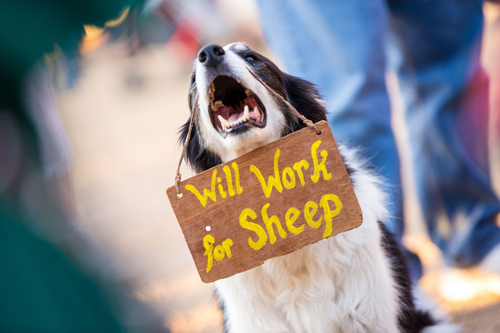 Обои для рабочего стола Will work for sheep / буду работать для овец, собака охотничьей породы, позади мужчины, держит табличку с надписью на мордочке