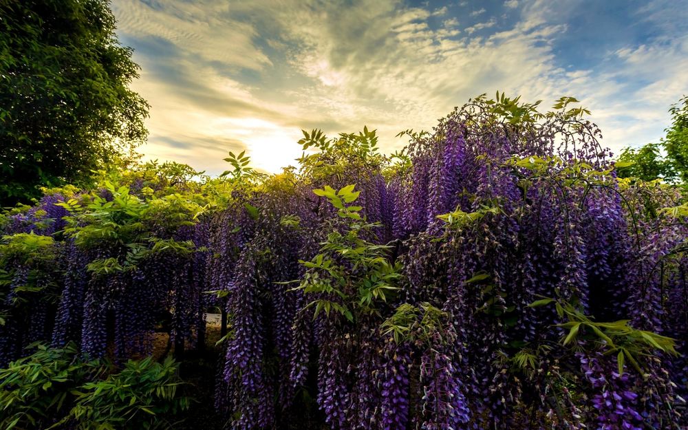 Обои для рабочего стола Ashikaga Flower Park / Парк цветов Асикага, Япония, цветущая глициния