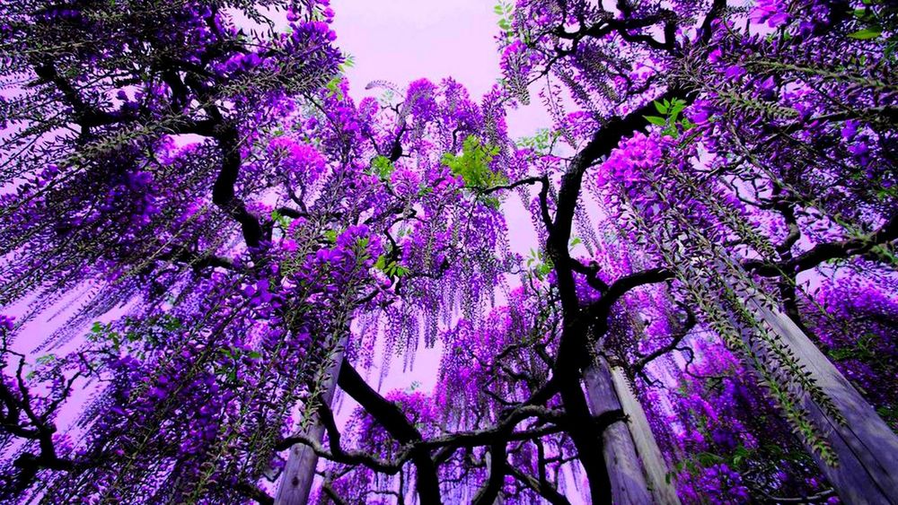 Обои для рабочего стола Цветущее дерево глицинии / Аshkaga Flower Park, Japan