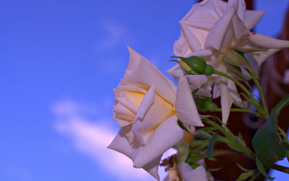 Обои для рабочего стола Белые розы на фоне голубого неба