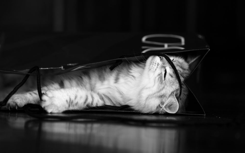 Обои для рабочего стола Кот отдыхает в бумажной сумке