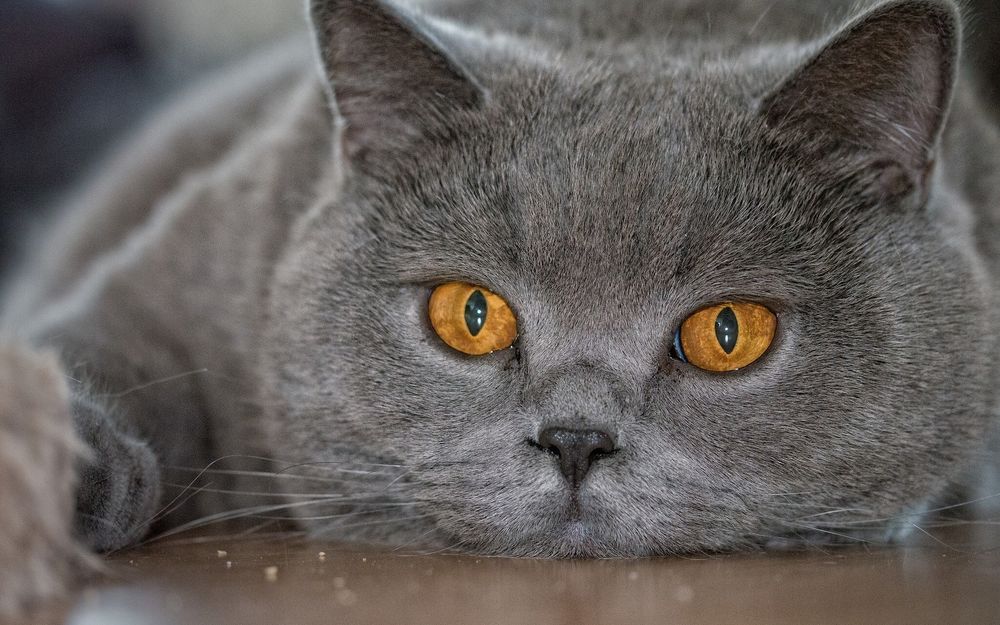 Британская кошка прямоухая фото серая фото