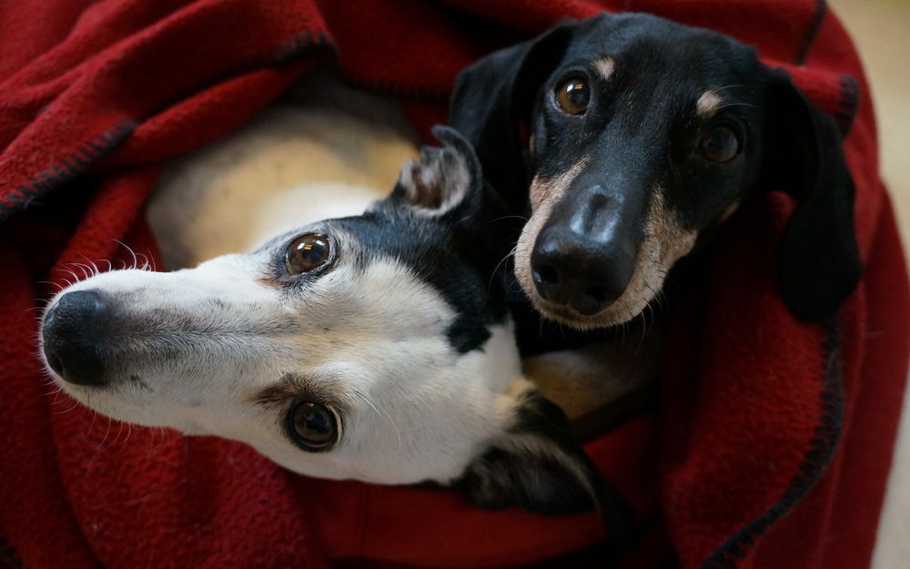 Обои для рабочего стола Две собаки смотрят вверх
