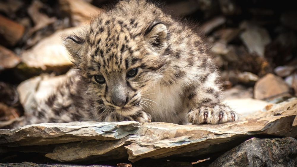 Обои для рабочего стола Котенок снежного барса лежит на камне