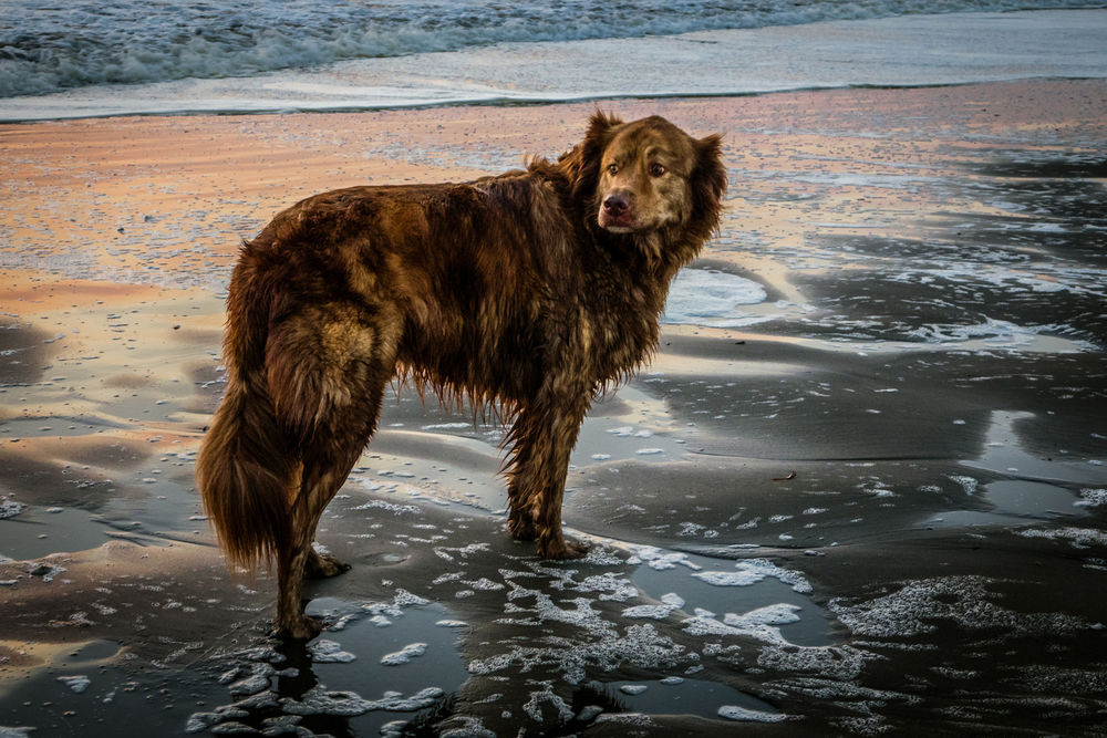 Обои для рабочего стола Собака стоит на берегу моря, ву Jim Kucharek