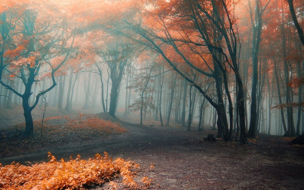 Обои для рабочего стола В лесу деревья с желтыми и красными листьями стоят в тумане