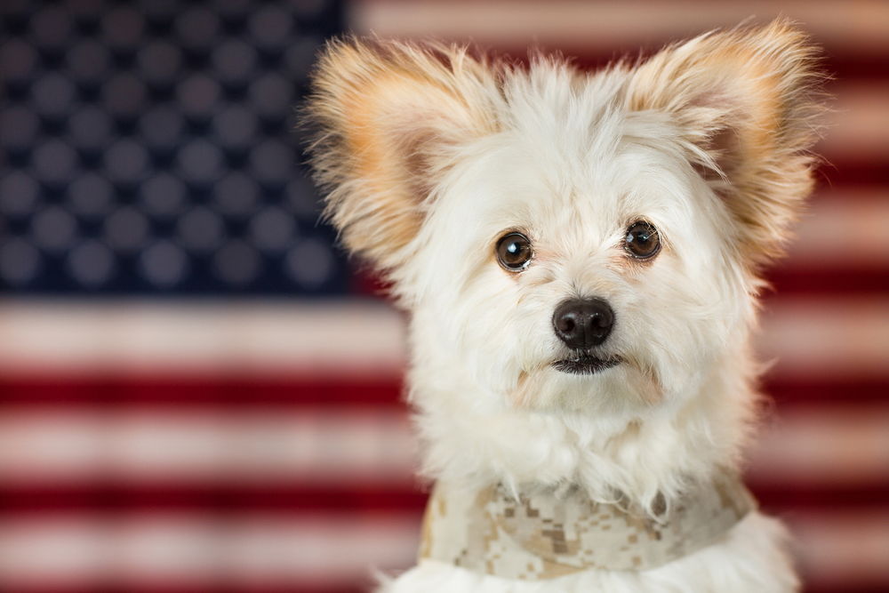 Обои для рабочего стола Миленькая белая собачка на фоне американского флага