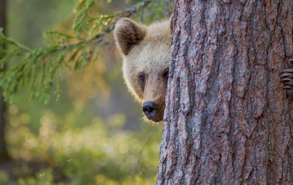 Фото: Медведь из Ленобласти замечтался у дерева