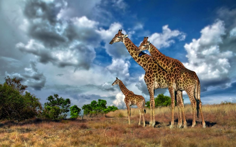 Обои для рабочего стола Африка, саванна, семейство жирафов на фоне облачного неба