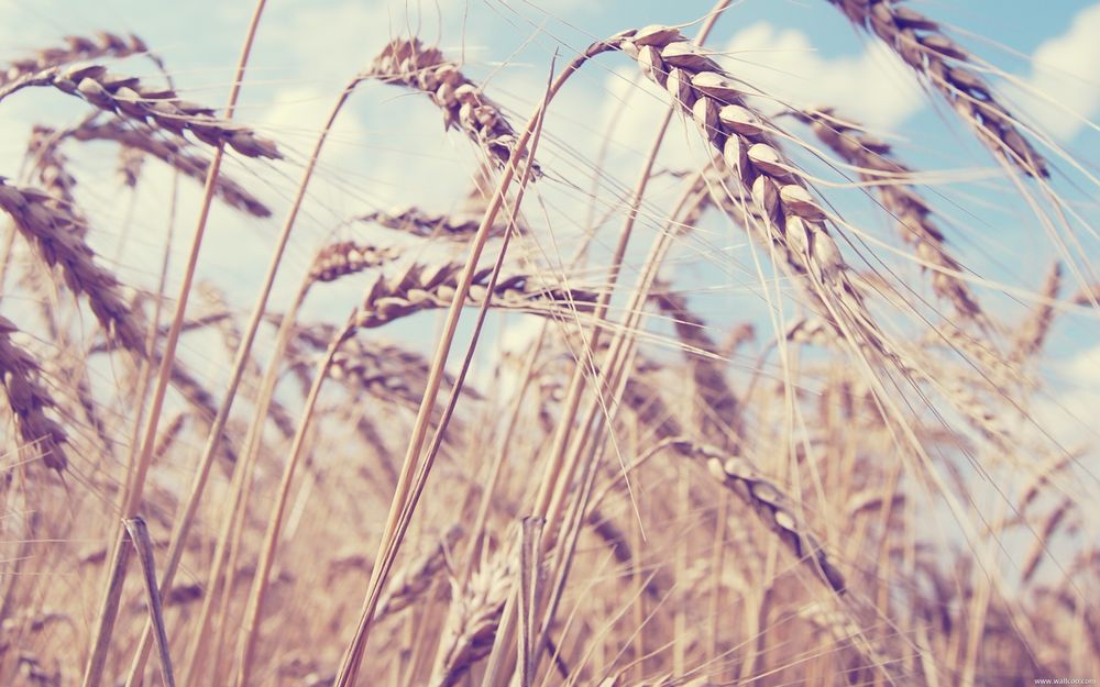 Пшеничные ростки на вашем столе вигмор энн