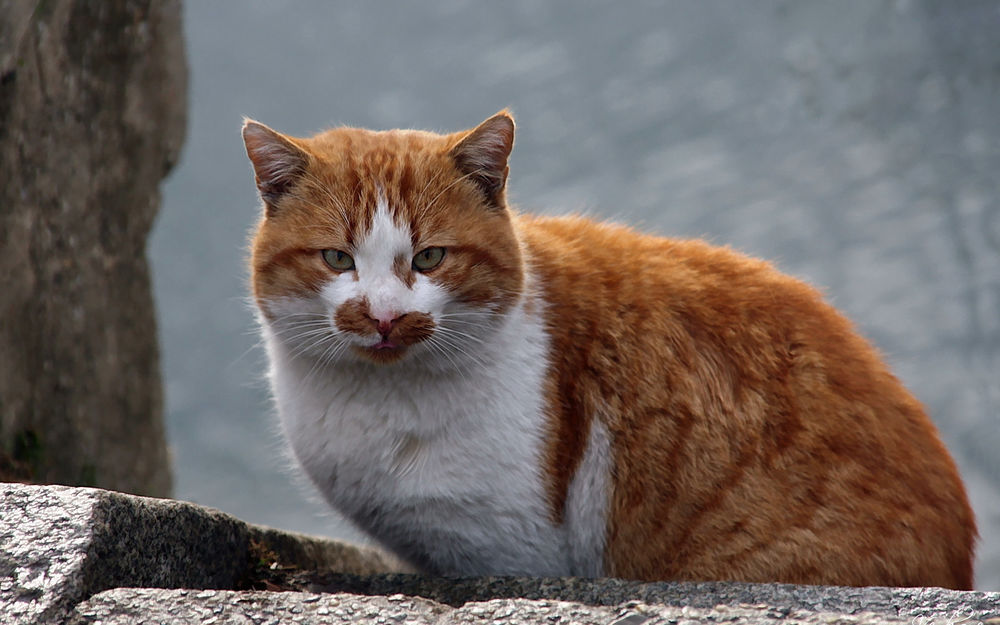 Котенок рыже белый фото