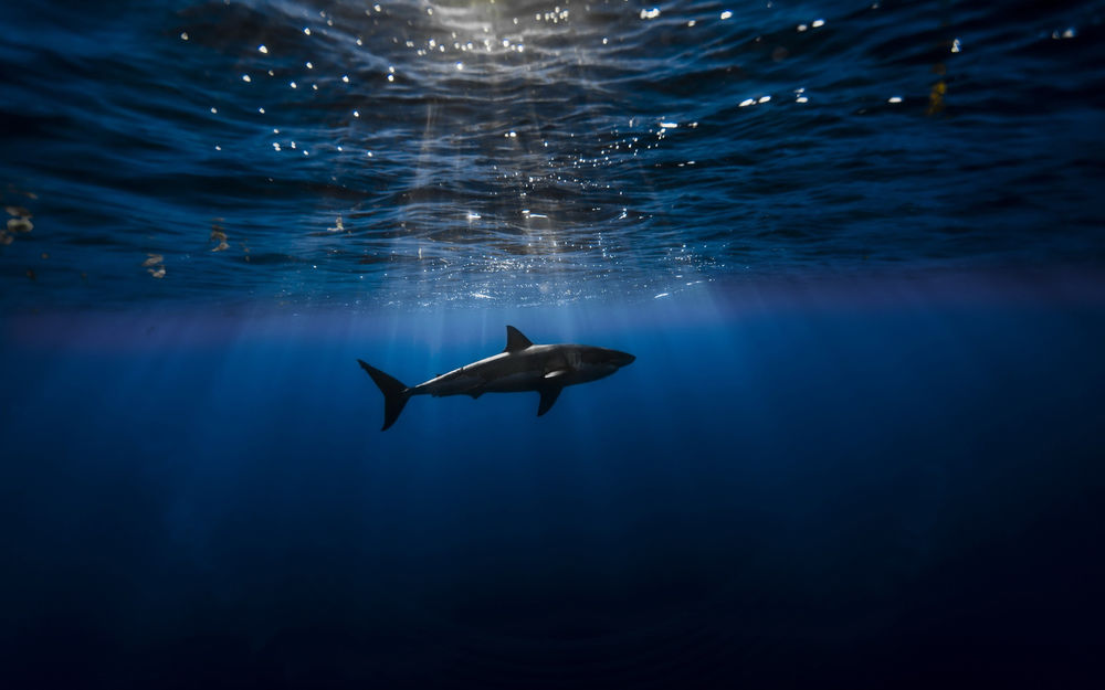 Обои для рабочего стола Одинокая акула плавает в море