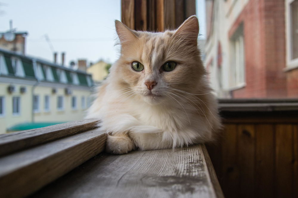 Обои для рабочего стола Кошка сидит на окне балкона